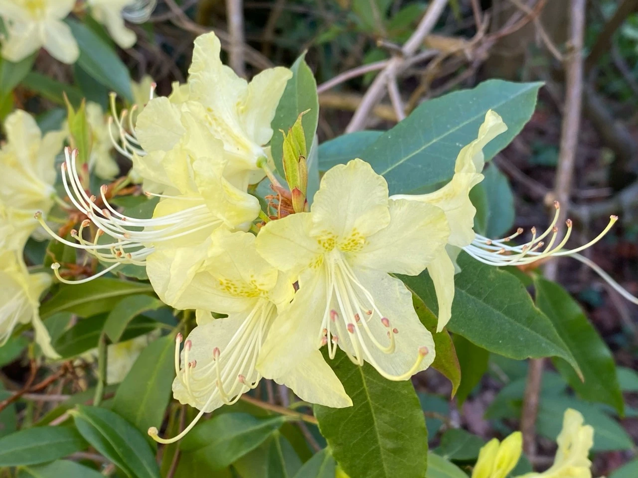 R. lutescens
